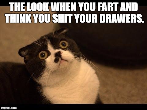 Confused Cats Cake Day | THE LOOK WHEN YOU FART AND THINK YOU SHIT YOUR DRAWERS. | image tagged in confused cats cake day | made w/ Imgflip meme maker