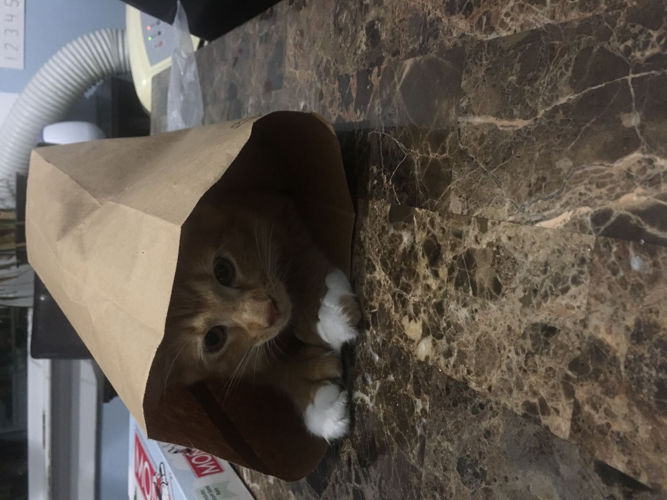 Cat in Chinese food bag Blank Meme Template