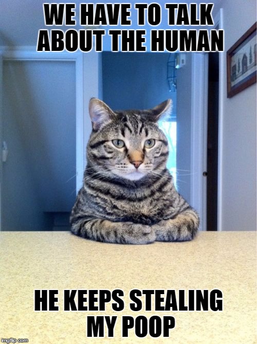 Take A Seat Cat | WE HAVE TO TALK ABOUT THE HUMAN; HE KEEPS STEALING MY POOP | image tagged in memes,take a seat cat | made w/ Imgflip meme maker