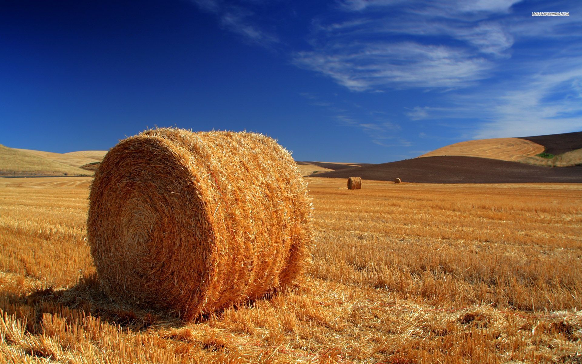 Haystack field Blank Meme Template