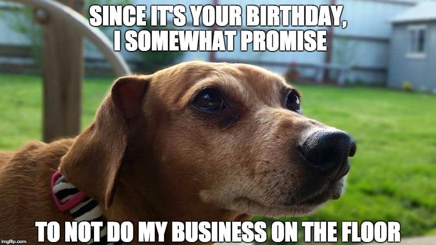 SINCE IT'S YOUR BIRTHDAY, I SOMEWHAT PROMISE; TO NOT DO MY BUSINESS ON THE FLOOR | image tagged in are you kidding me dog | made w/ Imgflip meme maker