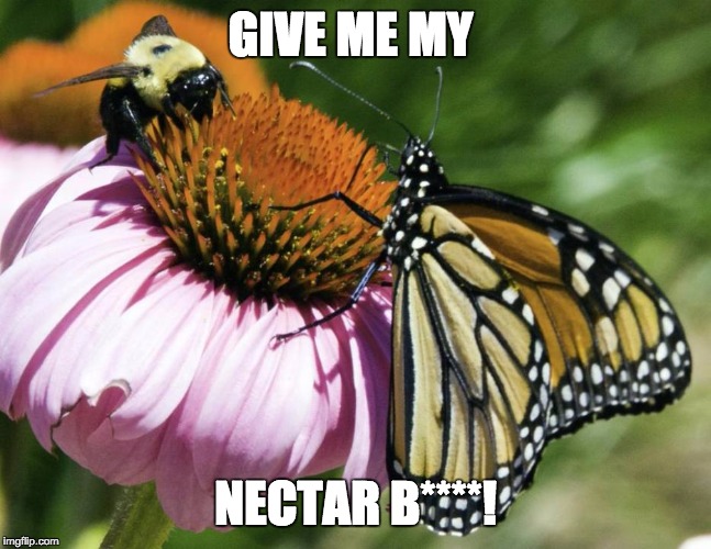 know your meme love nectar