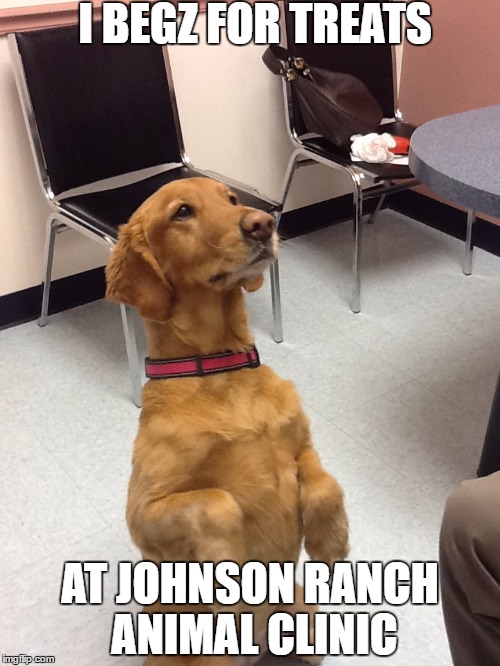 Dogs and Treats Imgflip