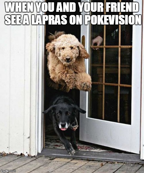 When you see a Lapras | WHEN YOU AND YOUR FRIEND SEE A LAPRAS ON POKEVISION | image tagged in dogs,flying,pokemon go,lapras | made w/ Imgflip meme maker