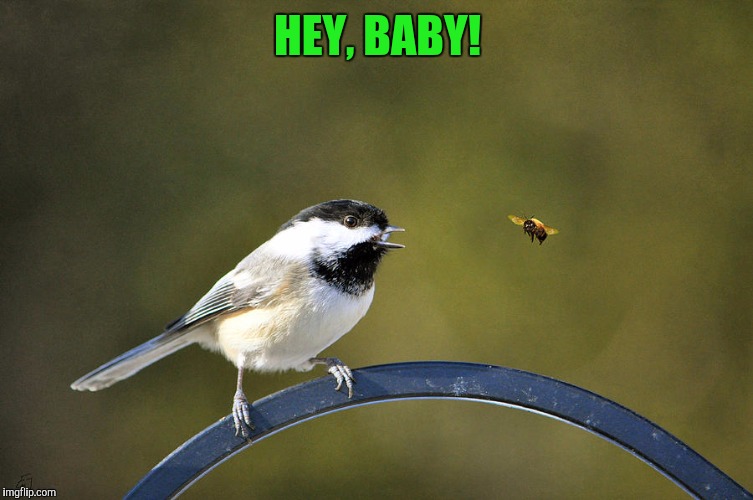 Birds and the Bees | HEY, BABY! | image tagged in birds and bees | made w/ Imgflip meme maker