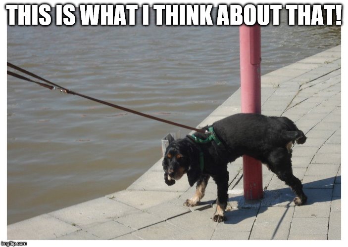 Dog peeing | THIS IS WHAT I THINK ABOUT THAT! | image tagged in dog peeing | made w/ Imgflip meme maker