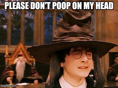Harry Potter Hat | PLEASE DON'T POOP ON MY HEAD | image tagged in harry potter hat | made w/ Imgflip meme maker