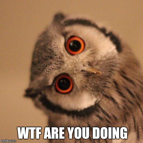inquisitve owl | WTF ARE YOU DOING | image tagged in inquisitve owl | made w/ Imgflip meme maker