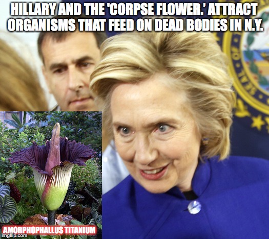 They Both Stink | HILLARY AND THE 'CORPSE FLOWER.’ ATTRACT ORGANISMS THAT FEED ON DEAD BODIES IN N.Y. AMORPHOPHALLUS TITANIUM | image tagged in alien hillary,political humor,flower,stinky perfume,hillary clinton,flowers | made w/ Imgflip meme maker