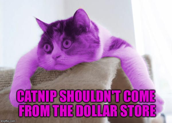 RayCat Stare | CATNIP SHOULDN'T COME FROM THE DOLLAR STORE | image tagged in raycat stare | made w/ Imgflip meme maker