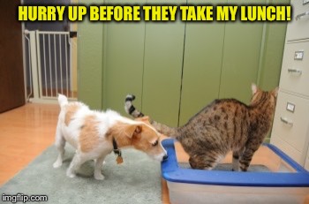 HURRY UP BEFORE THEY TAKE MY LUNCH! | made w/ Imgflip meme maker