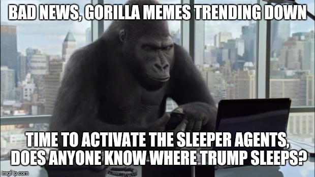 Office Gorilla | BAD NEWS, GORILLA MEMES TRENDING DOWN; TIME TO ACTIVATE THE SLEEPER AGENTS, DOES ANYONE KNOW WHERE TRUMP SLEEPS? | image tagged in office gorilla,memes,trump | made w/ Imgflip meme maker