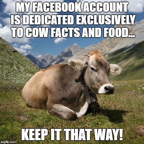 just the facts | MY FACEBOOK ACCOUNT IS DEDICATED EXCLUSIVELY TO COW FACTS AND FOOD... KEEP IT THAT WAY! | image tagged in cow,food,funny | made w/ Imgflip meme maker