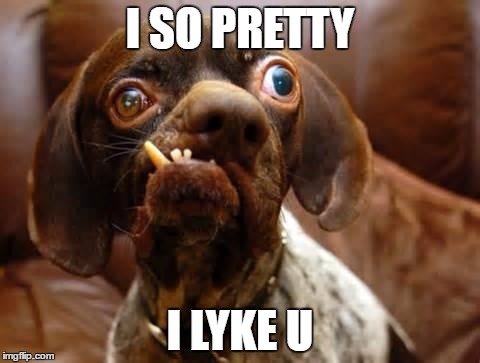 UGLY DOG | I SO PRETTY; I LYKE U | image tagged in ugly dog | made w/ Imgflip meme maker
