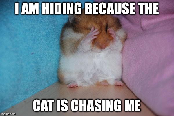 crying hamster | I AM HIDING BECAUSE THE; CAT IS CHASING ME | image tagged in crying hamster | made w/ Imgflip meme maker