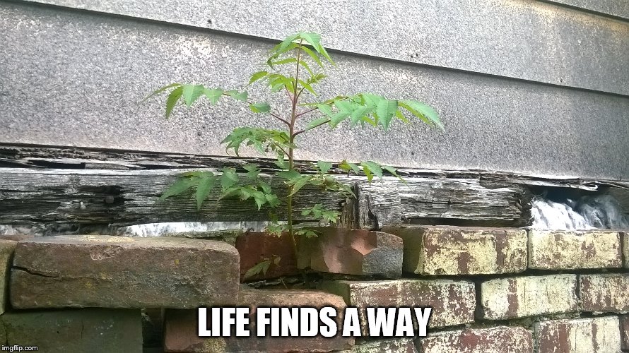 life finds a way |  LIFE FINDS A WAY | image tagged in life,motivation,perspective | made w/ Imgflip meme maker