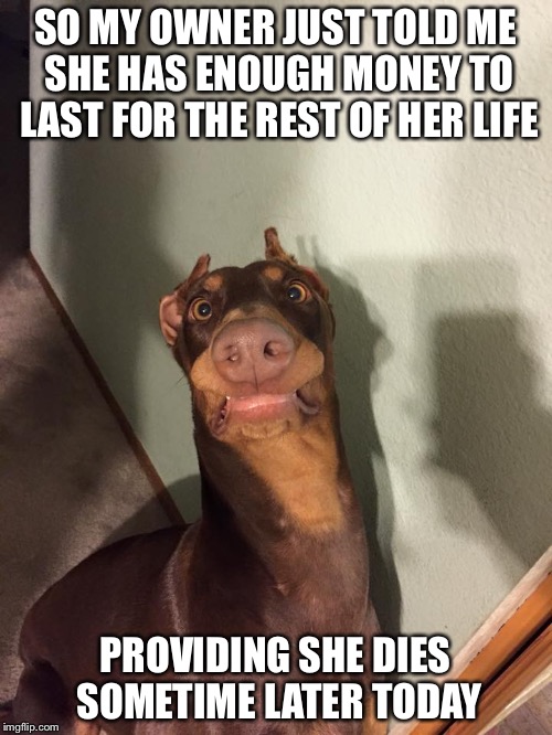 Whaaaat? | SO MY OWNER JUST TOLD ME SHE HAS ENOUGH MONEY TO LAST FOR THE REST OF HER LIFE; PROVIDING SHE DIES SOMETIME LATER TODAY | image tagged in dog fun | made w/ Imgflip meme maker