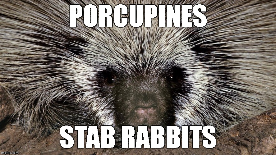 porcupine = stab rabbits | PORCUPINES; STAB RABBITS | image tagged in porcupine | made w/ Imgflip meme maker