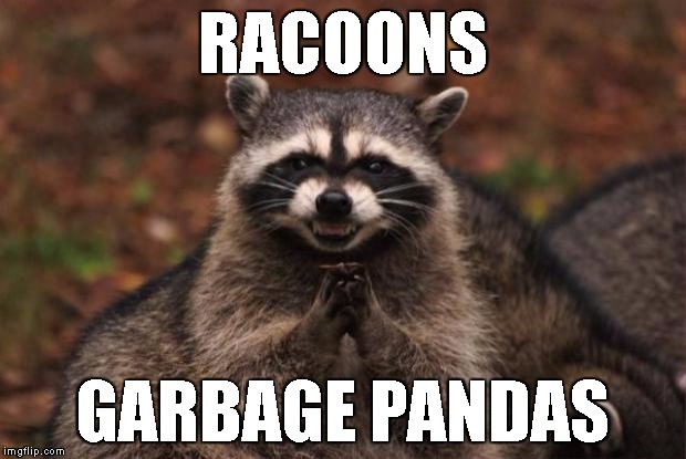 evil genius racoon | RACOONS; GARBAGE PANDAS | image tagged in evil genius racoon | made w/ Imgflip meme maker