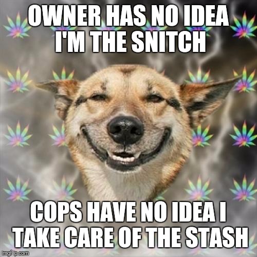 Stoner Dog |  OWNER HAS NO IDEA I'M THE SNITCH; COPS HAVE NO IDEA I TAKE CARE OF THE STASH | image tagged in memes,stoner dog | made w/ Imgflip meme maker