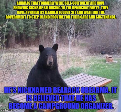 ANIMALS THAT FORMERLY WERE SELF-SUFFICIENT ARE NOW SHOWING SIGNS OF BELONGING TO THE DEMOCRAT PARTY.  THEY HAVE APPARENTLY LEARNED TO JUST SIT AND WAIT FOR THE GOVERNMENT TO STEP IN AND PROVIDE FOR THEIR CARE AND SUSTENANCE. HE'S NICKNAMED BEARACK OBEARMA.
IT IS BELIEVED THAT HE HAS BECOME A CAMPGROUND ORGANIZER. | image tagged in wheres the beef omama | made w/ Imgflip meme maker