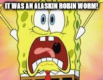 IT WAS AN ALASKIN ROBIN WORM! | made w/ Imgflip meme maker