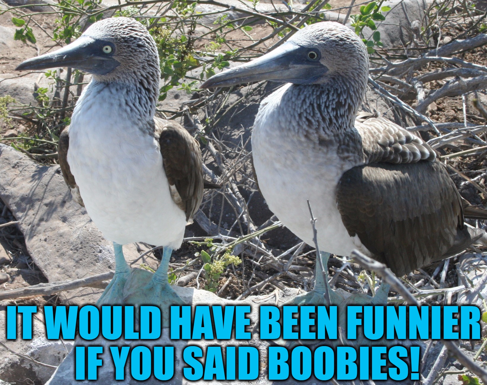 IT WOULD HAVE BEEN FUNNIER IF YOU SAID BOOBIES! | made w/ Imgflip meme maker