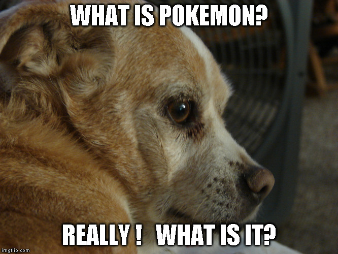 Shane  leave me alone  | WHAT IS POKEMON? REALLY !   WHAT IS IT? | image tagged in shane  leave me alone | made w/ Imgflip meme maker