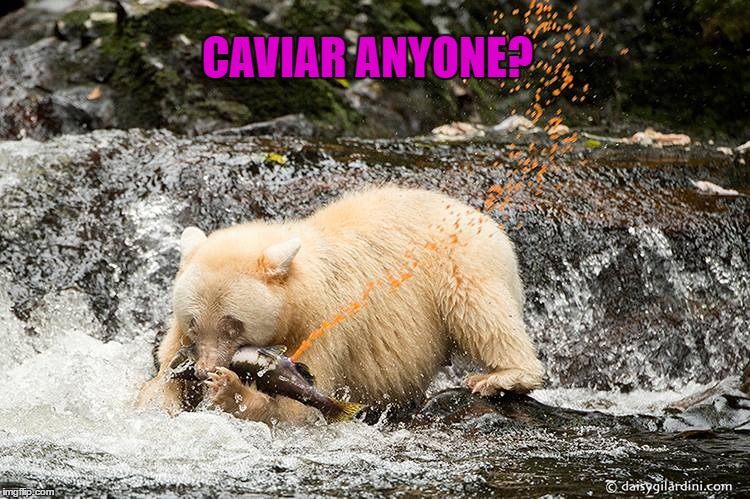 The Price Of Caviar Is Soaring As We Speak...I Think I Will Pass. | CAVIAR ANYONE? | image tagged in memes,lol,caviar,lynch1979 | made w/ Imgflip meme maker