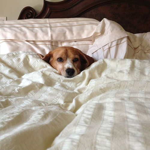 Dog in bed Blank Meme Template
