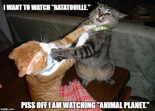 Two cats fighting for real | I WANT TO WATCH "RATATOUILLE."; PISS OFF I AM WATCHING "ANIMAL PLANET." | image tagged in two cats fighting for real | made w/ Imgflip meme maker