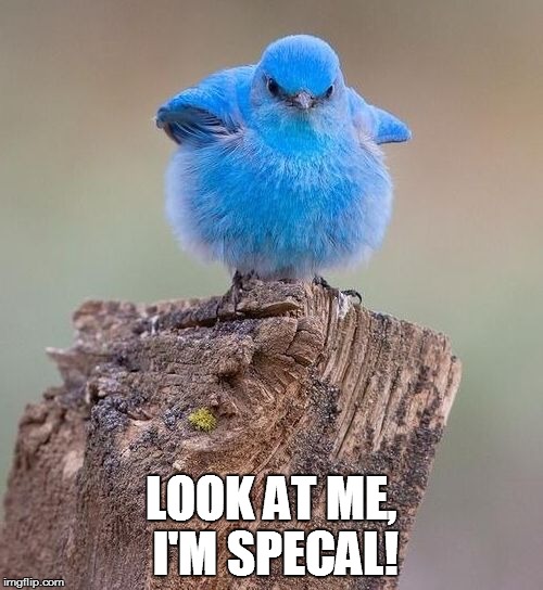 The blue bird of derp | LOOK AT ME, I'M SPECAL! | image tagged in blue,bird,fat,derp | made w/ Imgflip meme maker