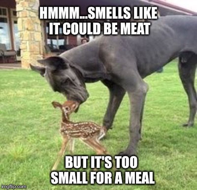 Big Dog Little Fawn | HMMM...SMELLS LIKE IT COULD BE MEAT; BUT IT'S TOO SMALL FOR A MEAL | image tagged in big dog,deer | made w/ Imgflip meme maker