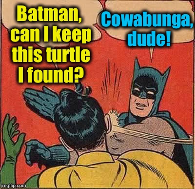 Batman Slapping Robin Meme | Batman, can I keep this turtle I found? Cowabunga, dude! | image tagged in memes,batman slapping robin,funny,evilmandoevil | made w/ Imgflip meme maker