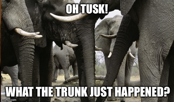 Creative Euphemisms | OH TUSK! WHAT THE TRUNK JUST HAPPENED? | image tagged in elephants | made w/ Imgflip meme maker