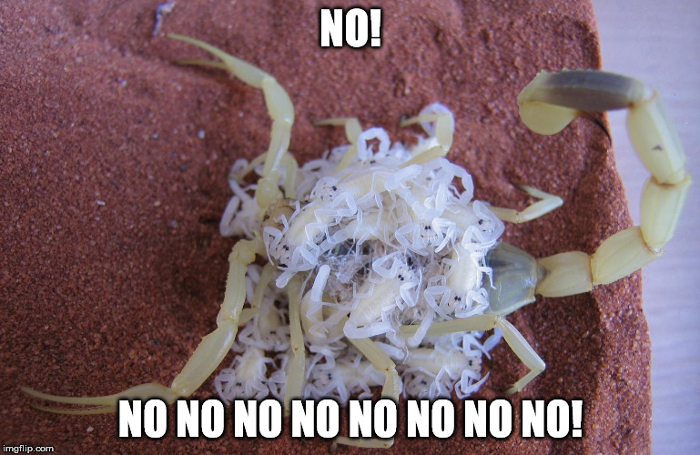 No! | NO! NO NO NO NO NO NO NO NO! | image tagged in scorpion,no | made w/ Imgflip meme maker