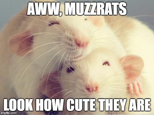 AWW, MUZZRATS; LOOK HOW CUTE THEY ARE | image tagged in cute,rats | made w/ Imgflip meme maker