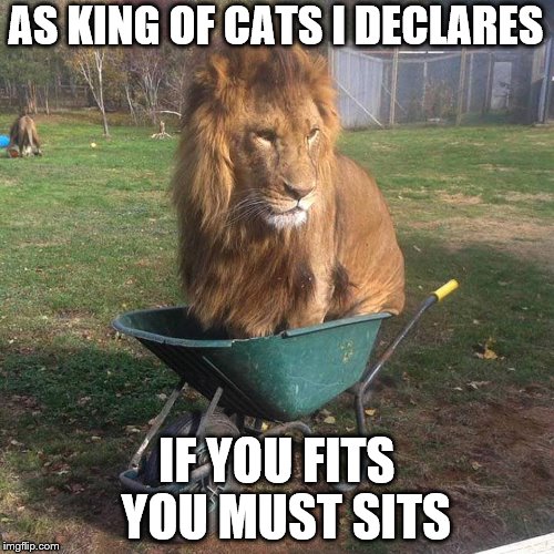King of Cats declares ~ If you fits - You must sits | AS KING OF CATS I DECLARES; IF YOU FITS  YOU MUST SITS | image tagged in lion sits,memes,lion king,cats,funny,true story | made w/ Imgflip meme maker