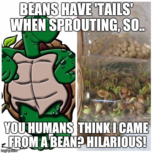 Evolutionary Bean | BEANS HAVE 'TAILS' WHEN SPROUTING, SO.. YOU HUMANS  THINK I CAME FROM A BEAN? HILARIOUS! | image tagged in evolve | made w/ Imgflip meme maker