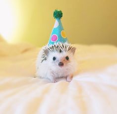 High Quality Birthday hedgehog  Blank Meme Template