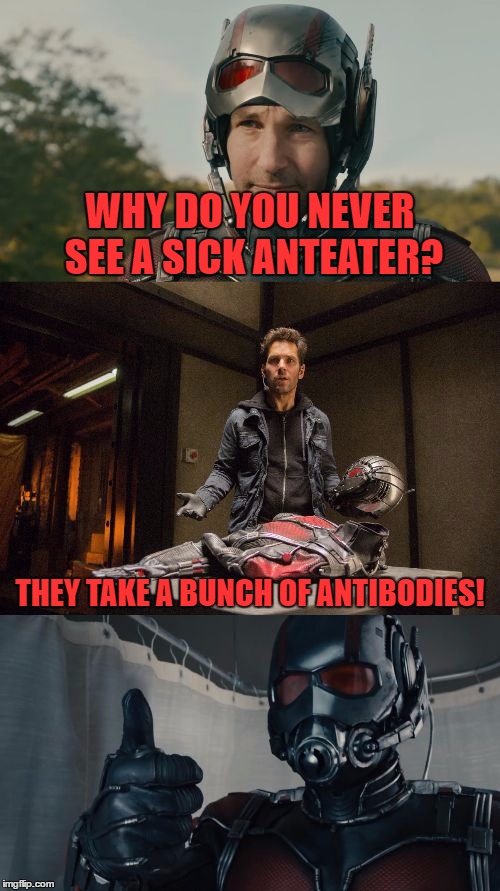 Bad Pun Ant-Man | WHY DO YOU NEVER SEE A SICK ANTEATER? THEY TAKE A BUNCH OF ANTIBODIES! | image tagged in bad pun ant-man,funny,bad pun,ant-man,memes,marvel | made w/ Imgflip meme maker