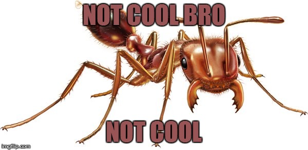 NOT COOL BRO NOT COOL | made w/ Imgflip meme maker