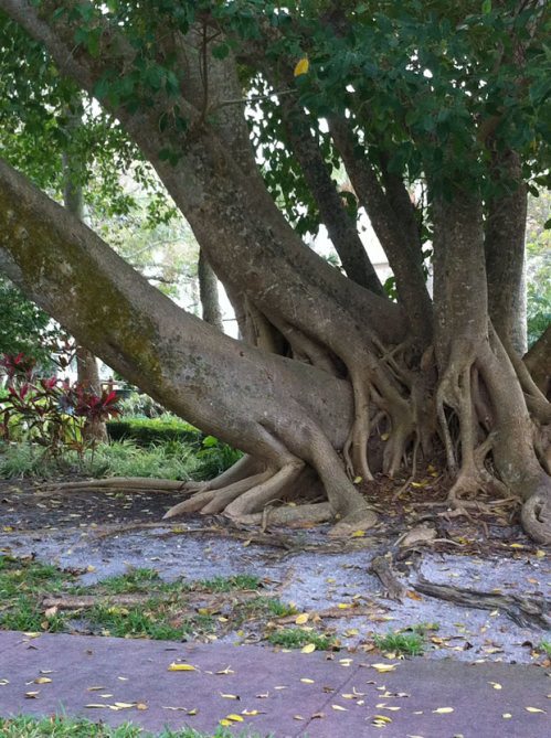 treesome Blank Meme Template