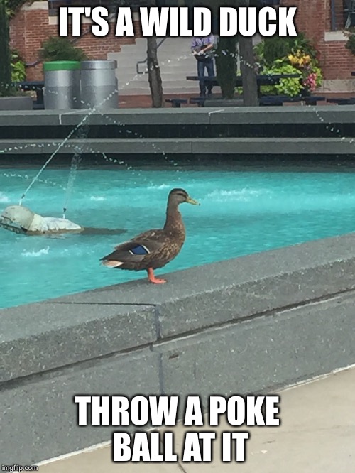 IT'S A WILD DUCK; THROW A POKE BALL AT IT | image tagged in pokemon go | made w/ Imgflip meme maker