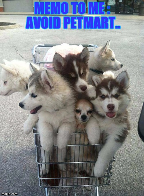 MEMO TO ME : AVOID PETMART.. | image tagged in pets | made w/ Imgflip meme maker