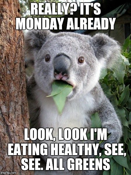 koala monday | REALLY? IT'S MONDAY ALREADY; LOOK, LOOK I'M EATING HEALTHY, SEE, SEE. ALL GREENS | image tagged in koala monday | made w/ Imgflip meme maker