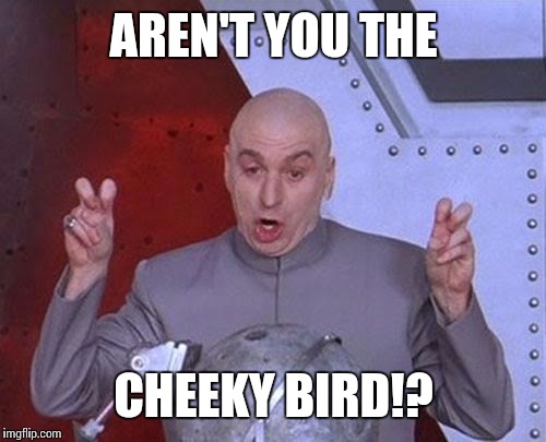 Dr Evil Laser Meme | AREN'T YOU THE CHEEKY BIRD!? | image tagged in memes,dr evil laser | made w/ Imgflip meme maker