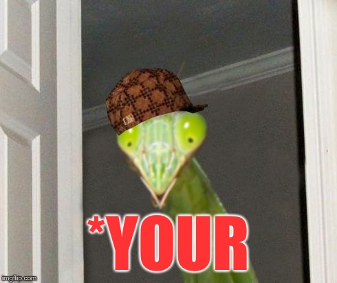 Scumbag Mantis | *YOUR | image tagged in scumbag mantis | made w/ Imgflip meme maker