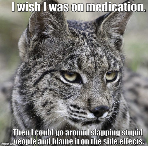 I wish I was on medication. Then I could go around slapping stupid people and blame it on the side effects. | image tagged in lynx | made w/ Imgflip meme maker