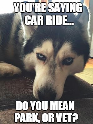 I don't trust you. | YOU'RE SAYING CAR RIDE... DO YOU MEAN PARK, OR VET? | image tagged in dog,husky,skeptical dog | made w/ Imgflip meme maker